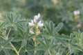 White lupine Lupinus albus, white flowers in a vegetable garden Royalty Free Stock Photo